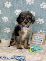 Barkley, a male Miniature Bernedoodle for sale in Noblesville, IN – 1 of 6