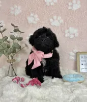 Bambi, a female Miniature Bernedoodle for sale in Noblesville, IN – 7 of 7