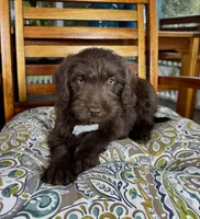 Oscar, a male Labradoodle for sale in Noblesville, IN – 5 of 7