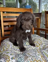 Oscar , a male Labradoodle and Miniature Bernedoodle for sale in Noblesville, IN – 6 of 7