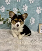 Benny CKC, a male Pembroke Welsh Corgi for sale in Noblesville, IN – 2 of 5