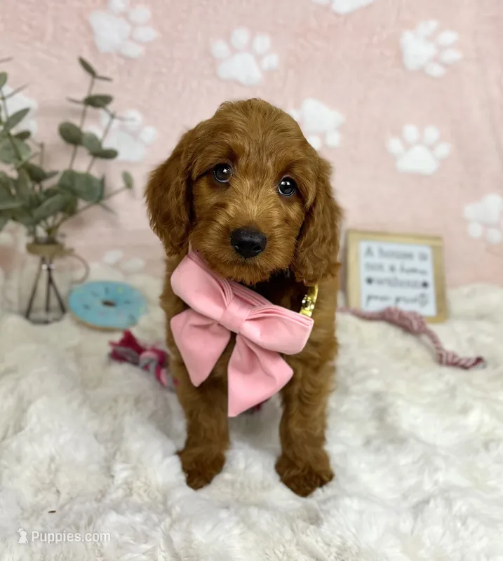Lexi – Miniature Goldendoodle puppy for sale in Noblesville, IN