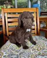 Oscar , a male Labradoodle and Miniature Bernedoodle for sale in Noblesville, IN – 2 of 7