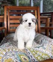 Maverick - under 10 lbs!, a male Maltese and Shih Tzu for sale in Noblesville, IN – 4 of 10