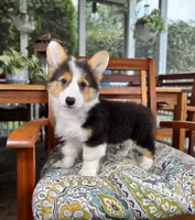 Brooks CKC, a male Pembroke Welsh Corgi for sale in Noblesville, IN – 2 of 9