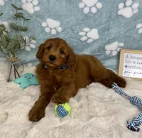 Rueben , a male Miniature Goldendoodle for sale in Noblesville, IN – 6 of 6
