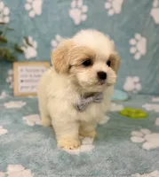 Miles under 10lbs!, a male Mal Shi for sale in Noblesville, IN – 3 of 7