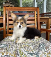 Bambi CKC, a female Pembroke Welsh Corgi for sale in Noblesville, IN – 5 of 7