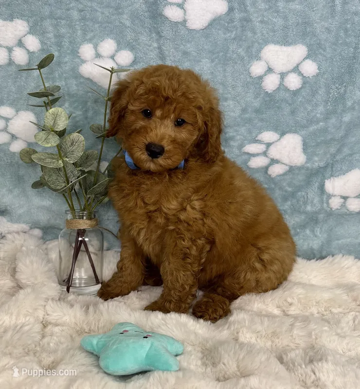 Jackson – Miniature Goldendoodle puppy for sale in Noblesville, IN