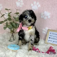 Bailey, a female Miniature Bernedoodle for sale in Noblesville, IN – 4 of 5