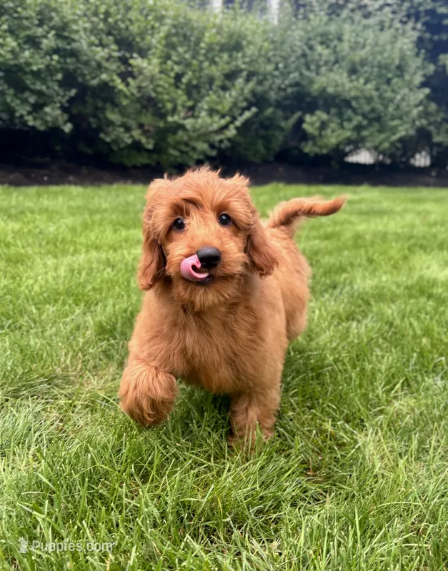 Lola – Miniature Goldendoodle puppy for sale in Noblesville, IN
