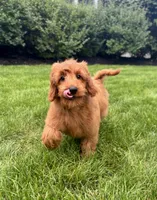 Lola, a female Miniature Goldendoodle for sale in Noblesville, IN – 1 of 9