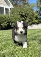 Allie, a female Miniature American Shepherd for sale in Noblesville, IN – 3 of 8