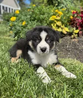 Alex, a male Miniature American Shepherd for sale in Noblesville, IN – 5 of 6