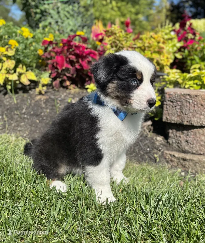 Andy – Miniature Australian Shepherd puppy for sale in Noblesville, IN