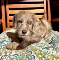 Lily, a female Labradoodle for sale in Noblesville, IN – 9 of 10