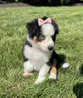 Allie, a female Miniature American Shepherd for sale in Noblesville, IN – 4 of 8