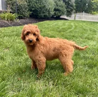 Lola, a female Miniature Goldendoodle for sale in Noblesville, IN – 9 of 9