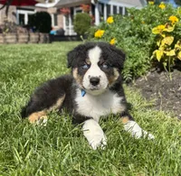 Andy, a male Miniature Australian Shepherd for sale in Noblesville, IN – 7 of 7