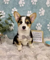 Beckham CKC, a male Pembroke Welsh Corgi for sale in Noblesville, IN – 1 of 9