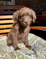 Chloe, a female Labradoodle for sale in Noblesville, IN – 3 of 6
