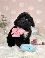 Bambi, a female Miniature Bernedoodle for sale in Noblesville, IN – 4 of 7