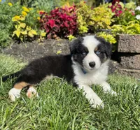 Andy, a male Miniature American Shepherd for sale in Noblesville, IN – 6 of 8