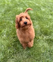 Lola, a female Miniature Goldendoodle for sale in Noblesville, IN – 8 of 9