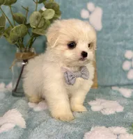 Teddy - under 10lbs! , a male Mal Shi for sale in Noblesville, IN – 4 of 9