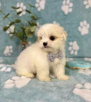 Teddy under 10lbs!, a male Mal Shi for sale in Noblesville, IN – 9 of 9
