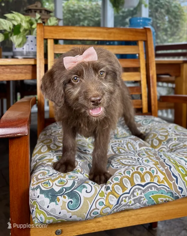 Chloe – Labradoodle puppy for sale in Noblesville, IN
