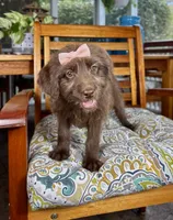 Chloe, a female Labradoodle for sale in Noblesville, IN – 1 of 1