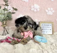 Brooklyn, a female Miniature Bernedoodle for sale in Noblesville, IN – 3 of 5