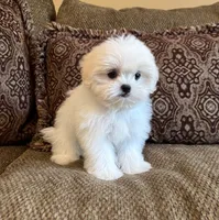 Theo, a male Maltese and Mal Shi for sale in Noblesville, IN – 10 of 10