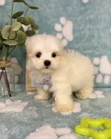 Peanut under 10lbs!, a male Maltese and Shih Tzu for sale in Noblesville, IN – 3 of 8