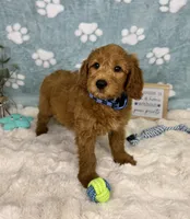 Finn, a male Miniature Goldendoodle for sale in Noblesville, IN – 5 of 7