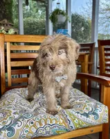 Reese , a male Labradoodle and Miniature Bernedoodle for sale in Noblesville, IN – 2 of 9