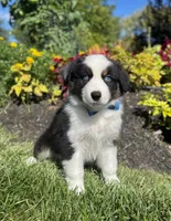 Andy, a male Miniature American Shepherd for sale in Noblesville, IN – 4 of 8