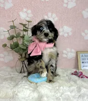 Bailey, a female Miniature Bernedoodle for sale in Noblesville, IN – 4 of 5