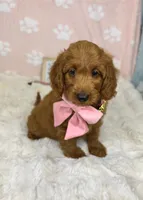 Lexi , a female Miniature Goldendoodle for sale in Noblesville, IN – 5 of 7