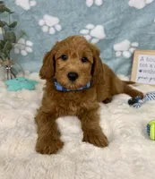 Finn, a male Miniature Goldendoodle for sale in Noblesville, IN – 5 of 7