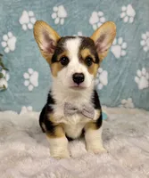 Beckham CKC , a male Pembroke Welsh Corgi for sale in Noblesville, IN – 3 of 9