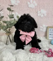 Bambi, a female Miniature Bernedoodle for sale in Noblesville, IN – 2 of 7