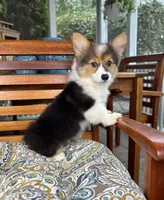 Bambi CKC, a female Pembroke Welsh Corgi for sale in Noblesville, IN – 1 of 7