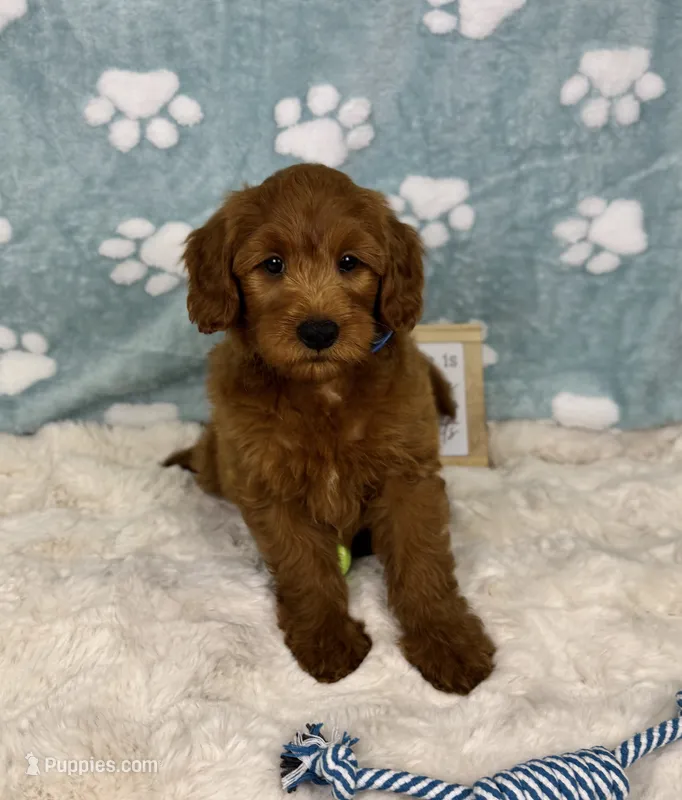 Rueben  – Miniature Goldendoodle puppy for sale in Noblesville, IN