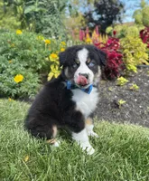 Andy, a male Miniature Australian Shepherd for sale in Noblesville, IN – 3 of 7