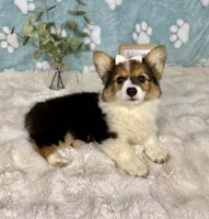 Bambi CKC , a female Pembroke Welsh Corgi for sale in Noblesville, IN – 5 of 6