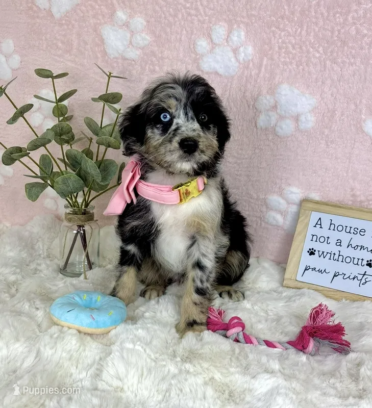 Bailey – Miniature Bernedoodle puppy for sale in Noblesville, IN