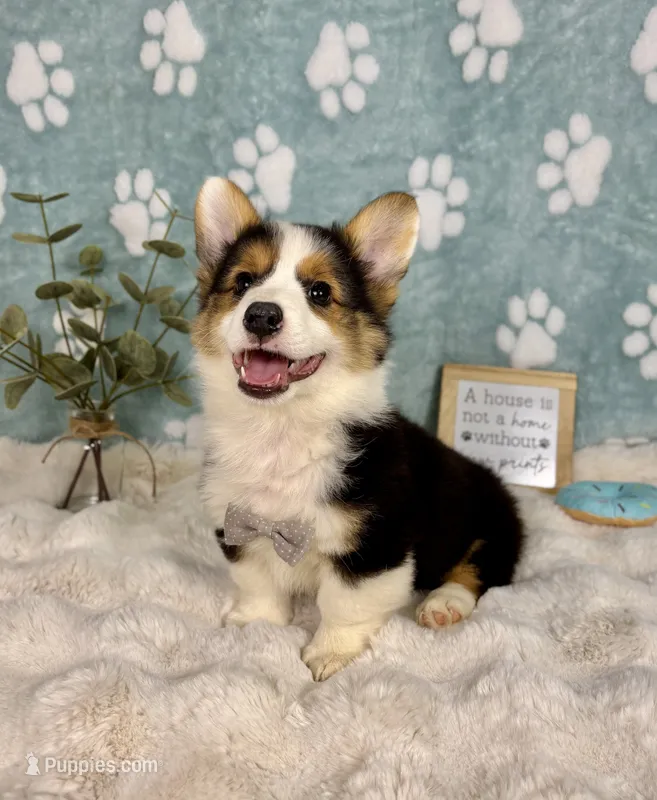 Brooks – Pembroke Welsh Corgi puppy for sale in Noblesville, IN