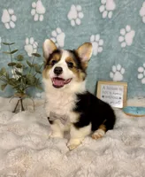 Brooks, a male Pembroke Welsh Corgi for sale in Noblesville, IN – 1 of 7